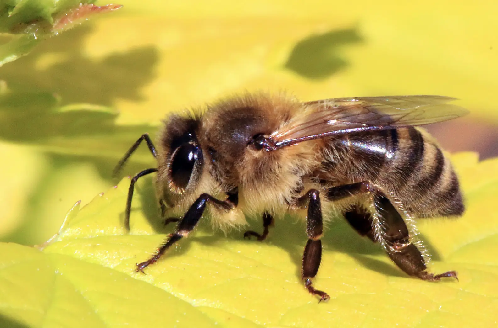 Colmenas de Alta Tecnología y Robots Danzantes para Ayudar a Salvar a las Abejas