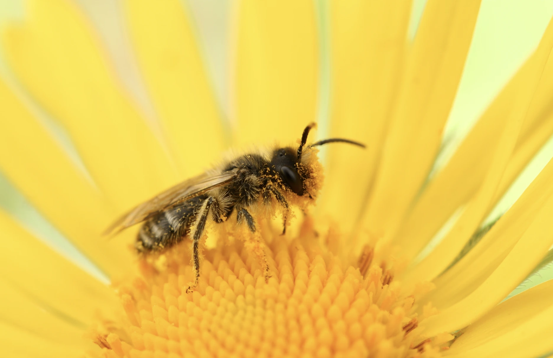 El Descubrimiento de una Abeja Rara Detiene los Planes de Meta para un Centro de Datos de IA Alimentado por Energía Nuclear