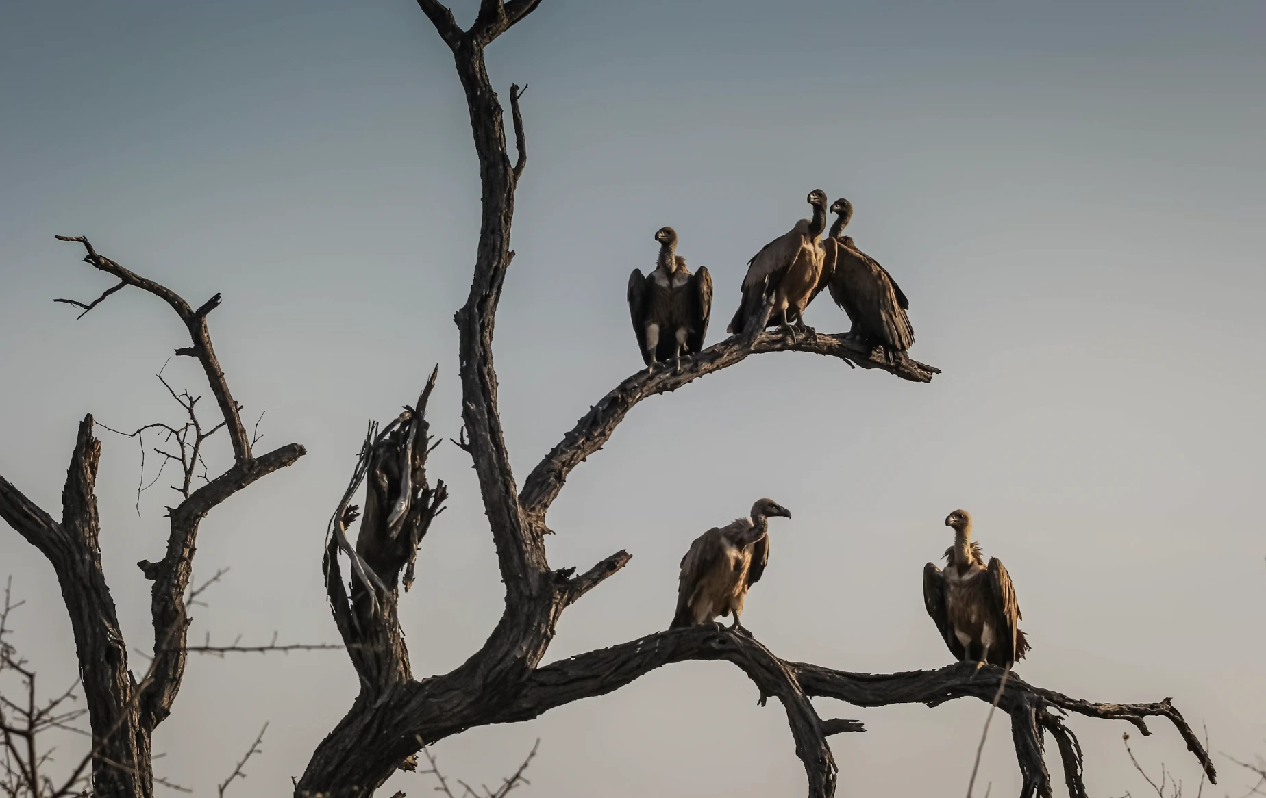 Los Buitres Mejorados con IA podrían Revolucionar la Conservación de la Vida Silvestre y la Detección de Enfermedades