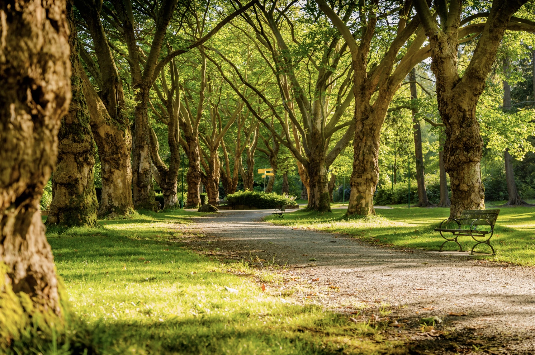 La IA Potencia los Modelos de Bosques Urbanos