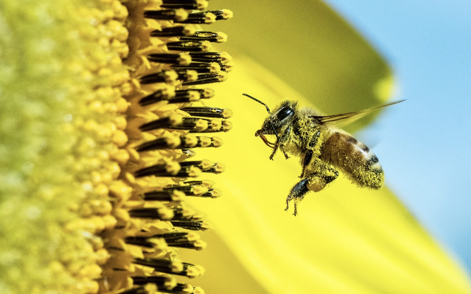 ¿Podrían Estos Ágiles Insectos Robóticos Reemplazar a las Abejas en la Polinización?