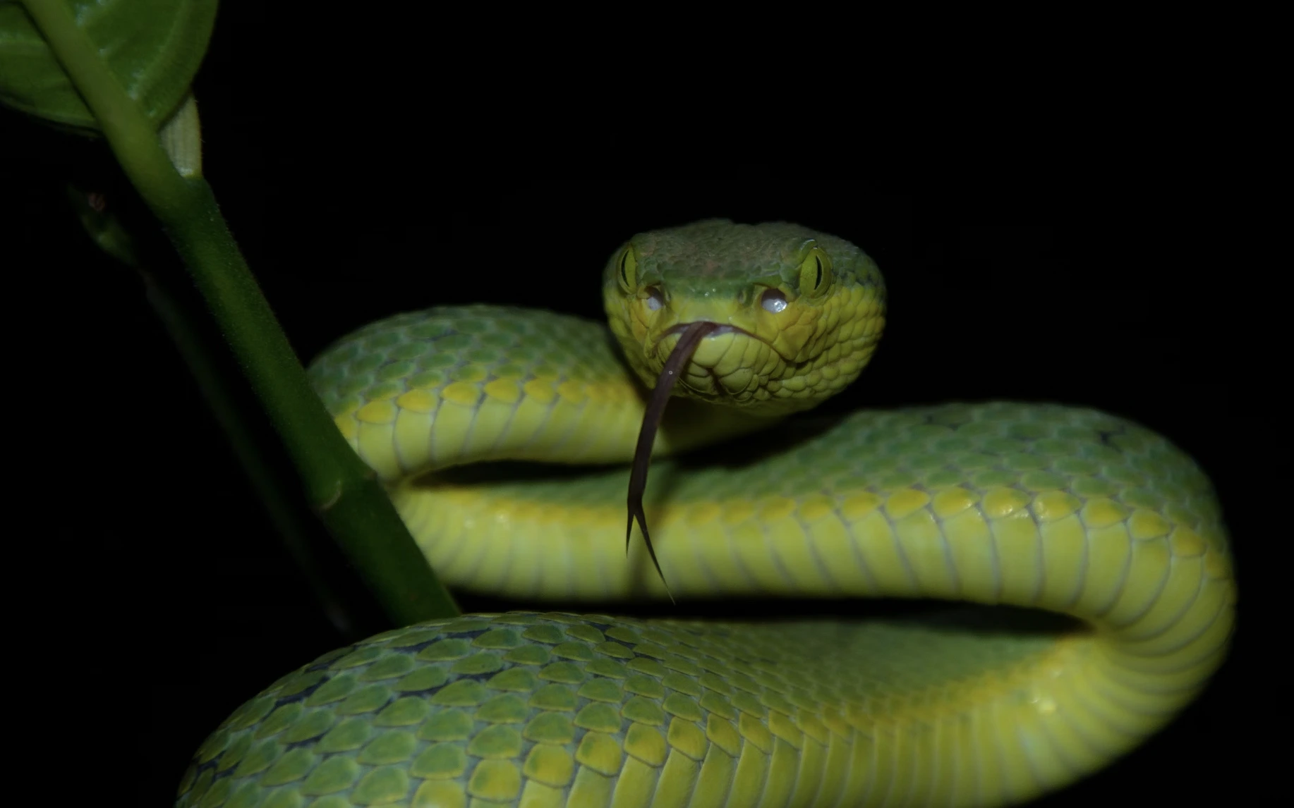 Crisis de Mordeduras de Serpiente: ¿Puede la IA Transformar el Enfoque Centenario hacia los Antivenenos?