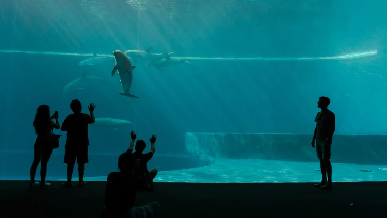 El Modelo IA Busca Decodificar Qué Están Diciendo los Delfines