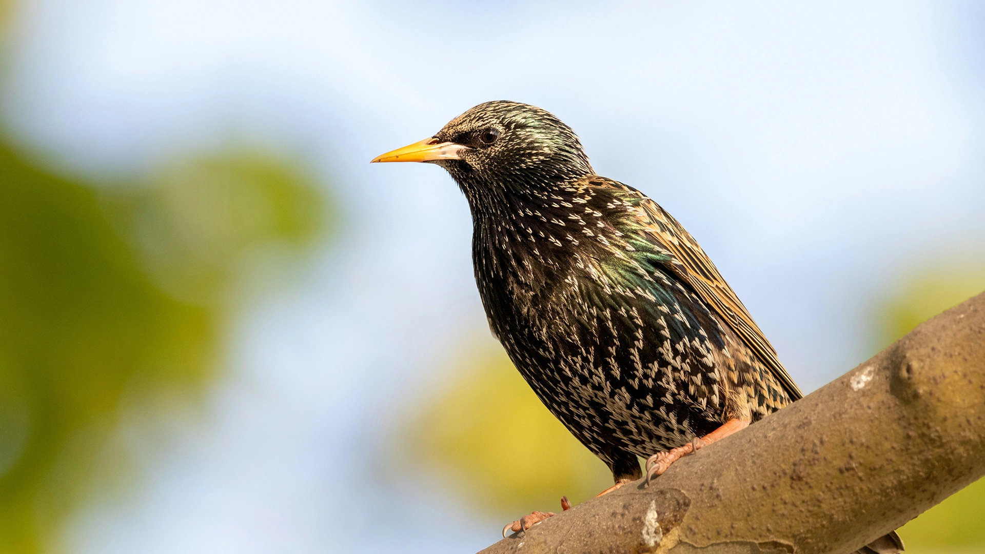 Investigadores Prueban C&oacute;mo Almacenar Datos En Un P&aacute;jaro